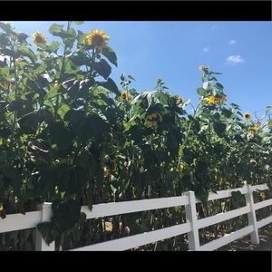 Meet your Posher, Jasmine